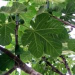 House Nordics figentræ - en perfekt gave til naturelskere