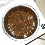 Hundeskål i fokus: Hvordan den rette madskål kan forbedre din hunds fordøjelse