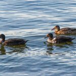 Krydsordstricks: Sådan finder du de skjulte løsninger