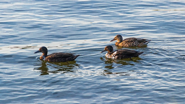 Krydsordstricks: Sådan finder du de skjulte løsninger